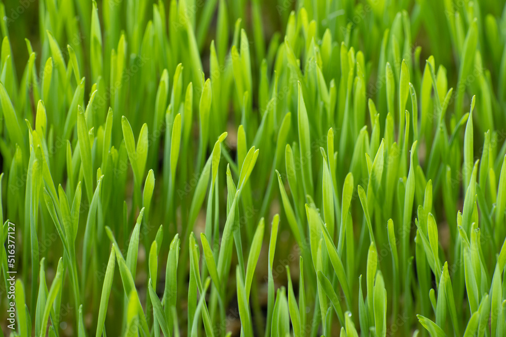 Close up fresh green wheat grass with drops dew, green background Close up fresh green wheat grass with drops dew, green background