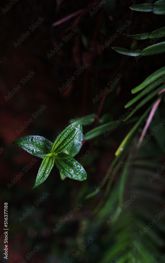 Dark green background of shiny leaves under the rain Dark green background of shiny leaves under the rain