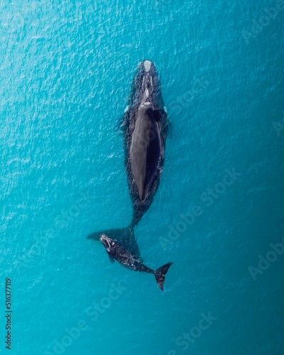 Top view shot of a Humpback whale in the ocean © Dylan Dehaas/Wirestock Creators