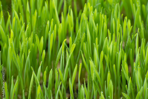 Close up fresh green wheat grass with drops dew, green background