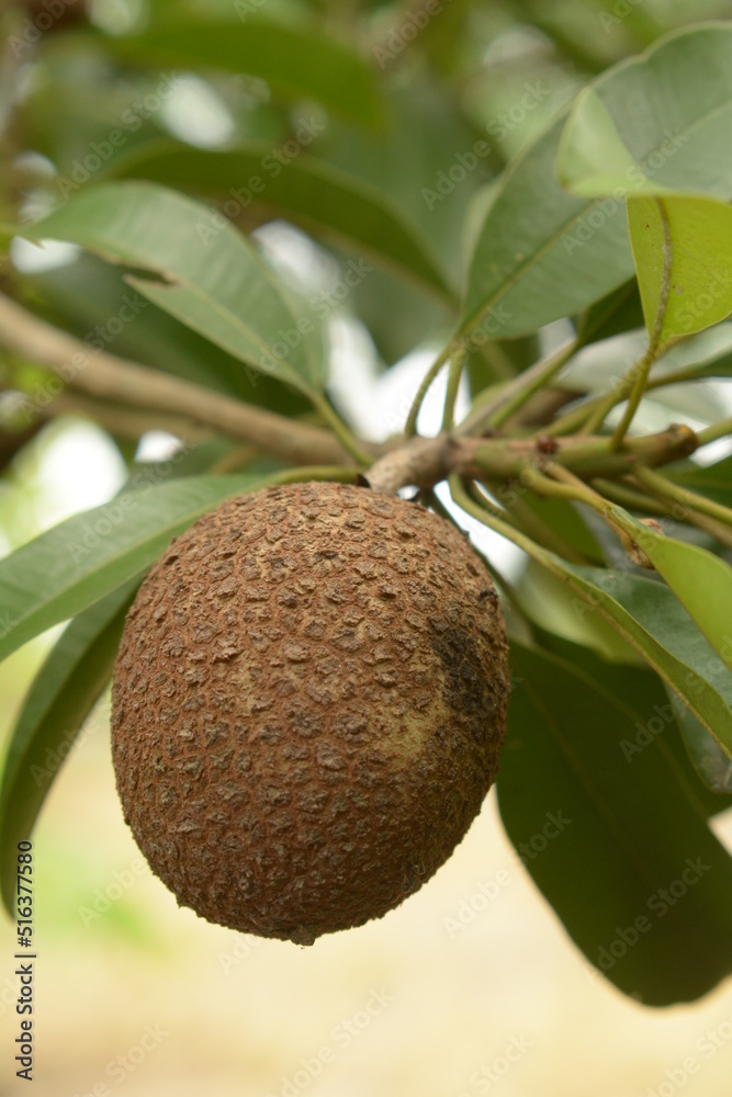 Obraz premium young sapodilla fruit on the tree