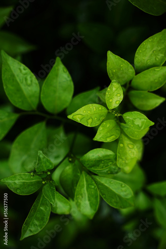 Top view of glossy kumquat leaves background on a raining day