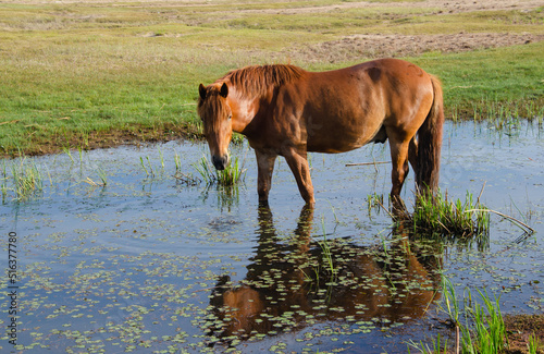 A brown horse stands in a swamp and is beautifully reflected in the water.