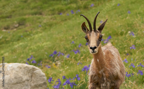 The Pyrenean chamois (Rupicapra pyrenaica) is a goat-antelope that lives in the Pyrenees