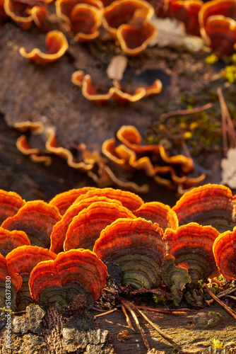 Stereaceae fungus in Pyrenees forest photo