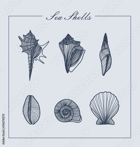 Set of  seashells shells silhouettes vector illustration