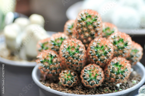 mammillaria ,mammillaria plumosa or cactus plant or mammillaria carmenae photo