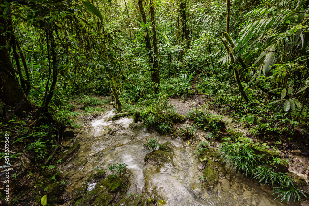 bosque tropical cerca de La Parroquia (Lancetillo),El Quiche, Sierra de los Cuchumatanes,Guatemala, Central America