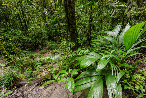 bosque tropical cerca de La Parroquia (Lancetillo),El Quiche, Sierra de los Cuchumatanes,Guatemala, Central America photo