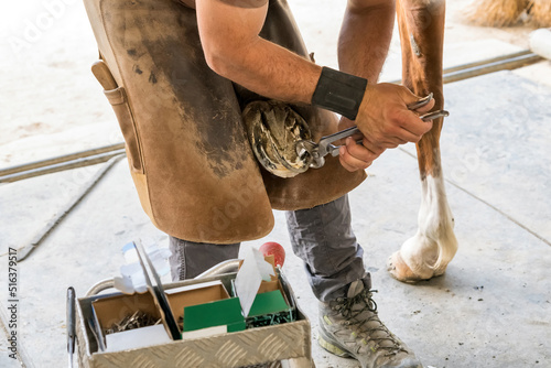 Crop farrier removing toe from hoof