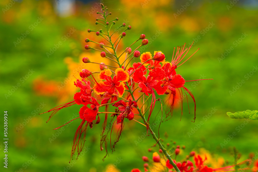Beautiful lush phoenix flowers in the garden