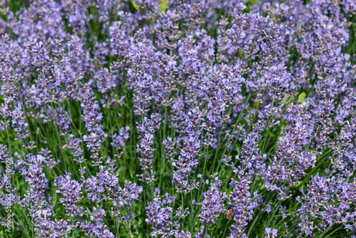 LAVANDULA ANGUSTIFOLIA Mill. purple form of medicinal plant.