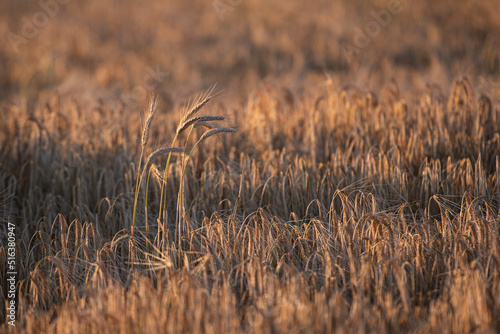 golden wheat field at sunset
