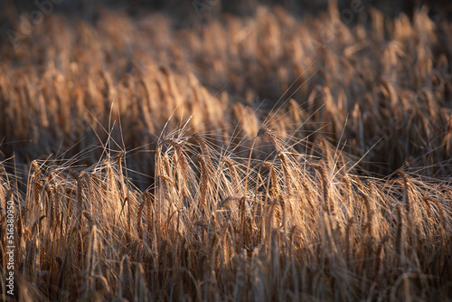 wheat field at sunset
