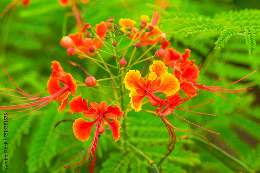 Beautiful lush phoenix flowers in the garden Beautiful lush phoenix flowers in the garden