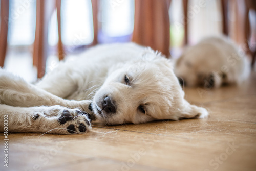 Golden retriever puppy newborn