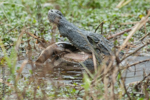 Closeup of the yacare caiman, jacare with prey in the swamp. Selected focus. photo