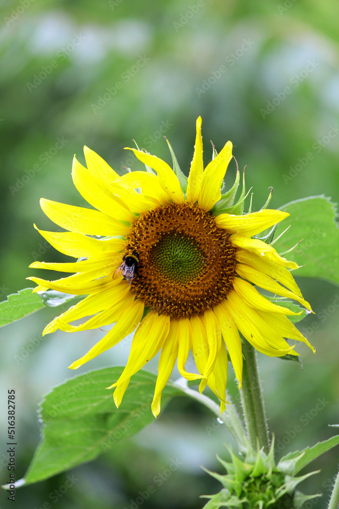 sunflower in the garden sunflower in the garden