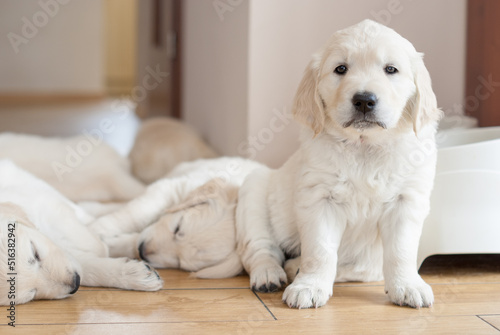 Golden retriever puppy newborn © SandraSevJarocka