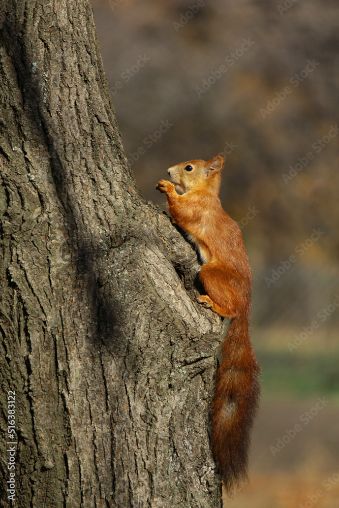 red squirrel on tree