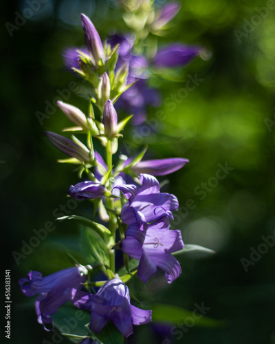 Campanula wild bell flower in woods