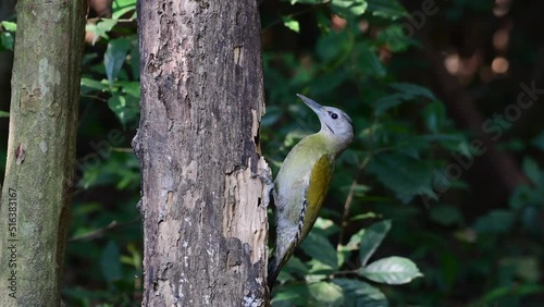 Black naped woodpecke photo