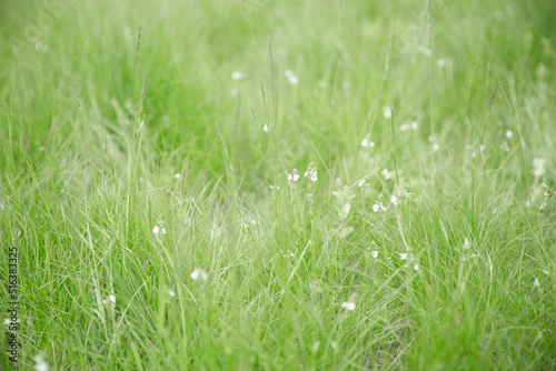Green grass texture as background. Perspective view and selective focus. artistic abstract spring or summer background with fresh grass as banner or eco wallpaper. Leaves blur effect. Macro nature.