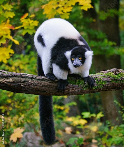Closeup of a beautiful black-and-white ruffed lemur on a tree photo