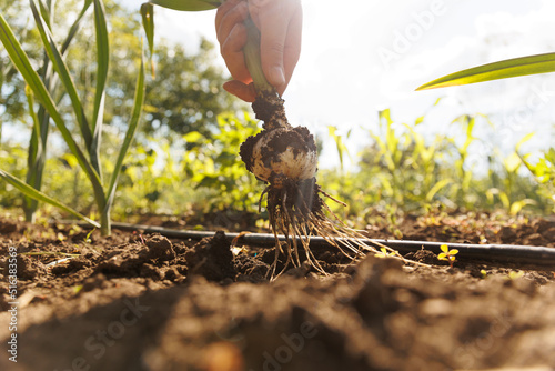 Unrecognizable male farmer pulling onion plant and removing dirt from root during harvest season. Crop man hand harvesting onion on sunny day