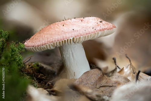 Closeup of Russula vesca, bare-toothed Russula or the flirt.