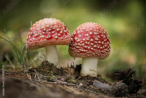 Closeup of Amanita muscaria, commonly known as the fly agaric.