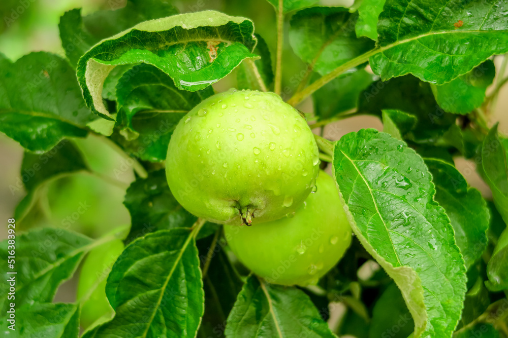 green ripening apples grow on an apple tree branch after rain. gardening and cultivation of apples concept green ripening apples grow on an apple tree branch after rain. gardening and cultivation of apples concept