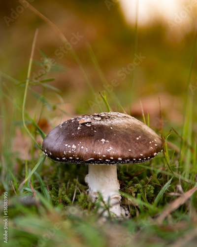 Closeup of  an Amanita pantherina poisonous mushroom photo