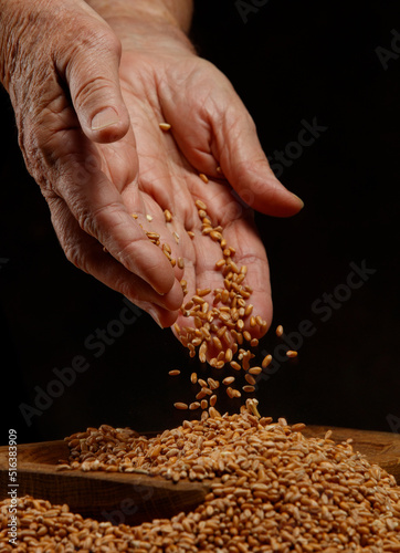 Wheat grains in elderly female hands on a dark background. Golden seeds in man's palms. Hands of an old woman pour grains of ripe wheat. Close up. Shallow depth of field.