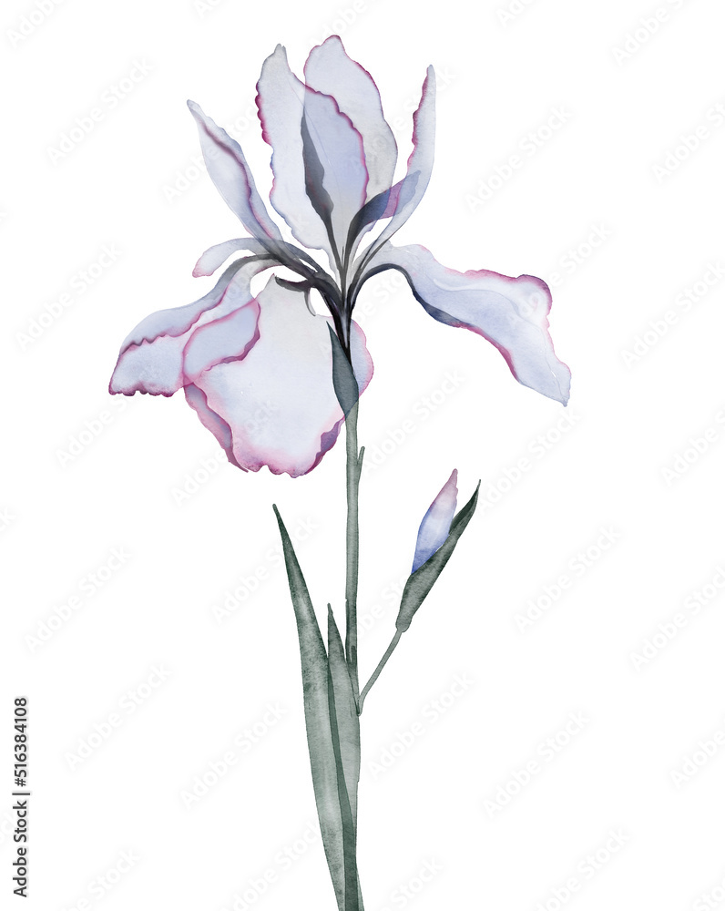 Transparent flowers of iris. Digital watercolour.