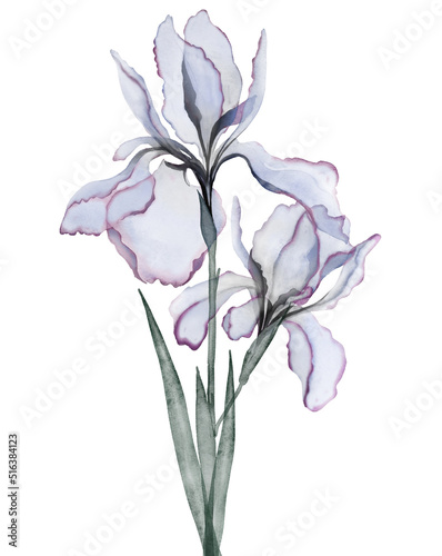 Transparent flowers of iris. Digital watercolour.