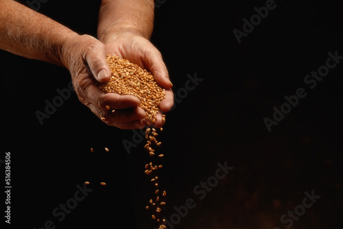 Wheat grains in elderly hands on a dark background. Hands of an old woman pour grains of ripe wheat. Shallow depth of field © VLADISLAV