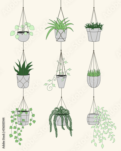 Set of different cute plants in hanging pots