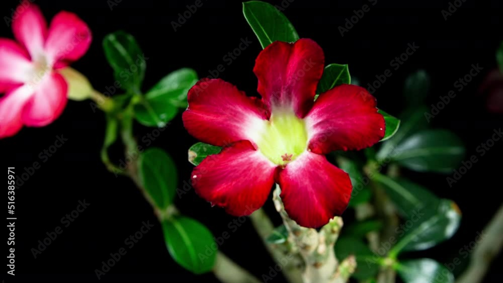 Red Adenium Blooming From Bud To Beautiful Five Petals Flower on a Leaves and Black Background. Desert Rose or Adenium Obesum Red Adenium Blooming From Bud To Beautiful Five Petals Flower on a Leaves and Black Background. Desert Rose or Adenium Obesum