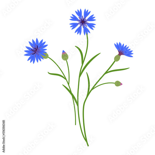Cornflower meadow flower vector color isolated illustration.