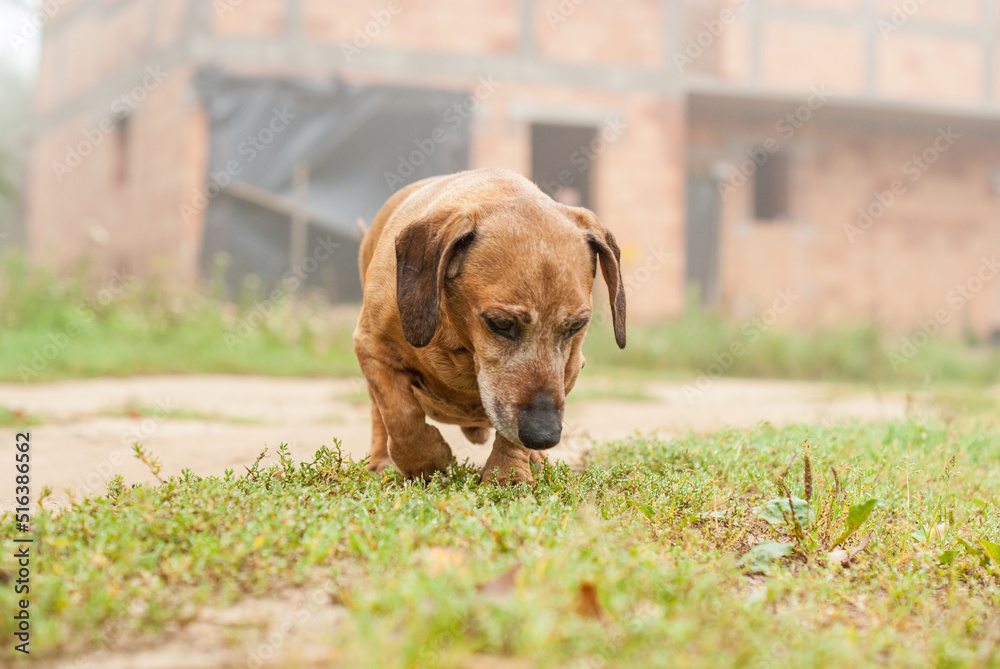 Dog dachshund in fields