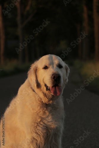 10 year old male golden retriever sitting down with his tongue out of his mouth.