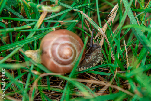 a garden snail after rain on a wooden bench to ivy leaves background