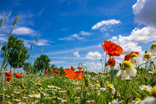 Photography Colourful field of poppies and blue sky with clouds