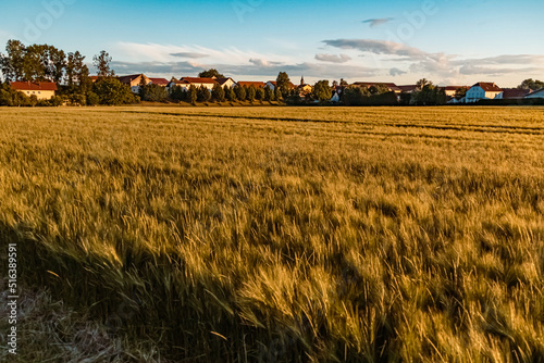 Beautiful evening view with details of a rye field near Tabertshausen  Bavaria  Germany