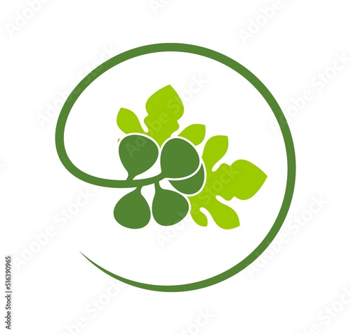 Fig logo. Isolated fig on white background