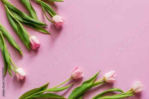 Fototapeta Naklejka Na Ścianę i Meble -  tulips on a pink background