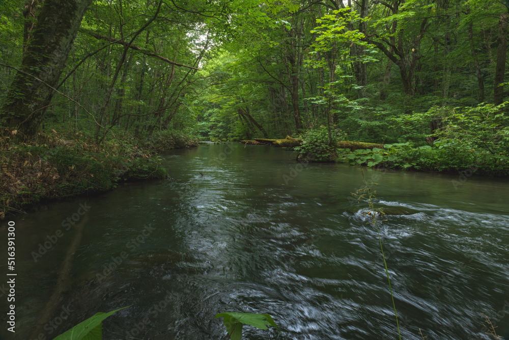 Naklejka premium 青森 奥入瀬渓流