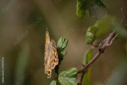 Butterfly on a green leaf macro © Zacarias da Mata