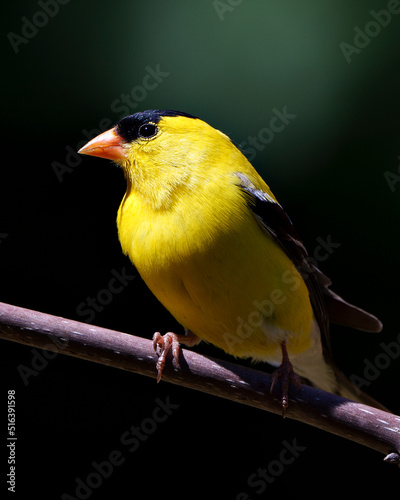 American Goldfinch Stock Photo and Image. Goldfinch bird perched on a branch with contrast background in its environment and habitat surrounding displaying yellow plumage feather. ©  Aline